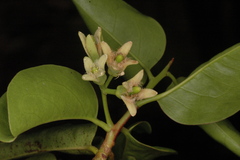 Ximenia americana